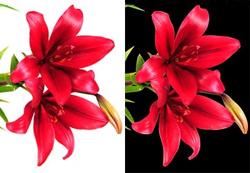 Clipping Path Services Provider