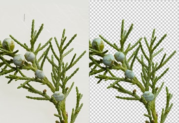 Photoshop Clipping Path